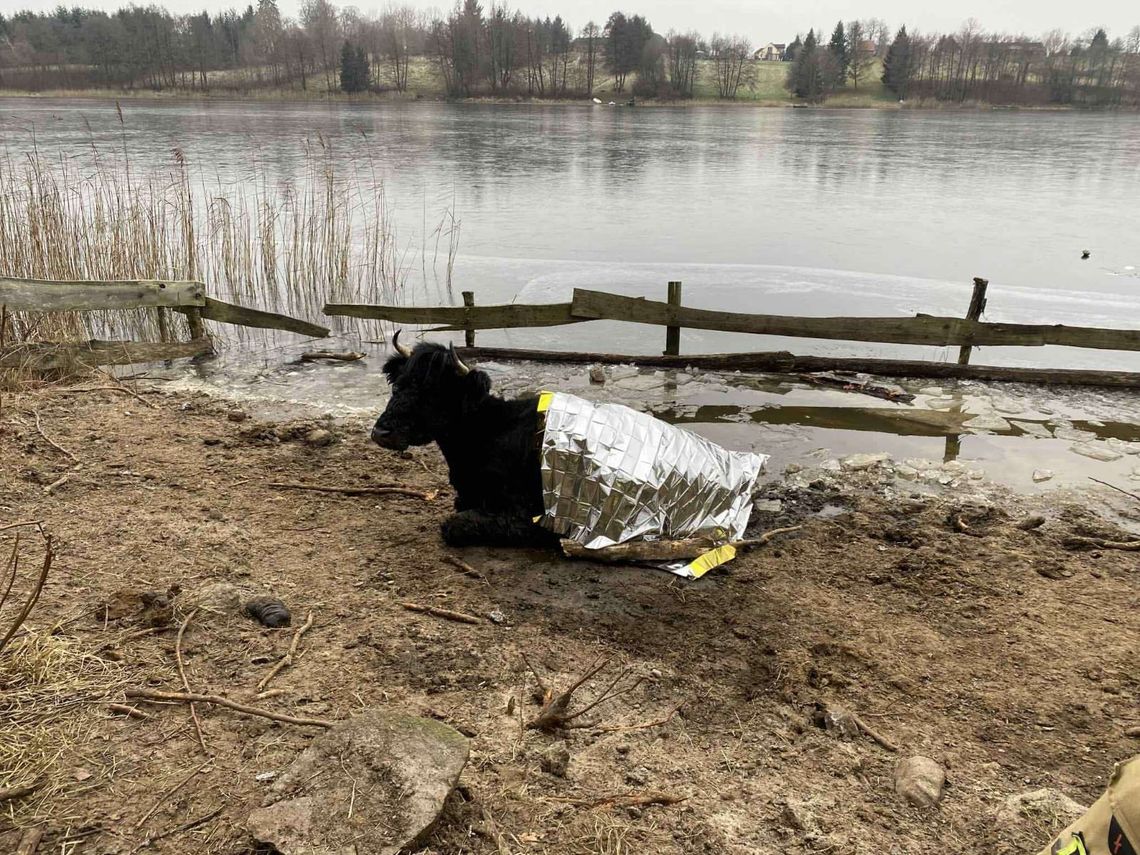 Nietypowa akcja ratunkowa. Strażacy ruszyli na pomoc krowie