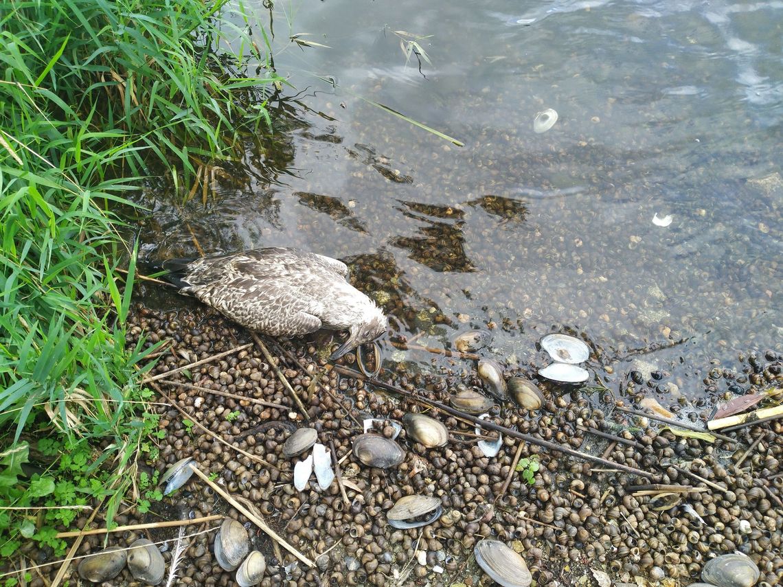 Nieżywy ptak nad Odrą. Kaczki nie chcą wejść do rzeki i koczują na brzegu 