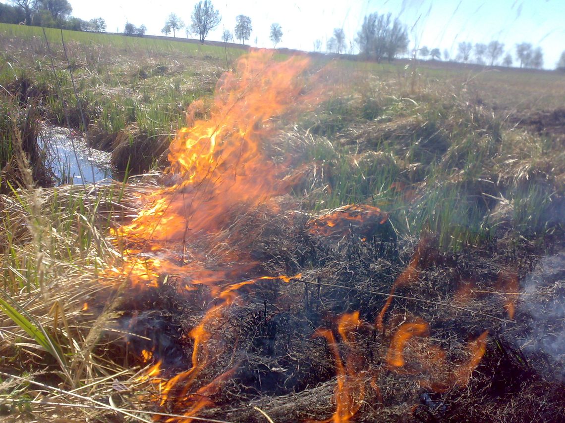 Niszczą miejsca bytowania wielu zwierząt - mówi Maciej Lipka Niszczą miejsca bytowania wielu zwierząt - mówi Maciej Lipka