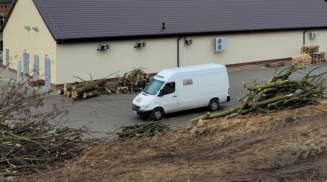 Obok Dino wycięto dorodne drzewa. Betonoza postępuje