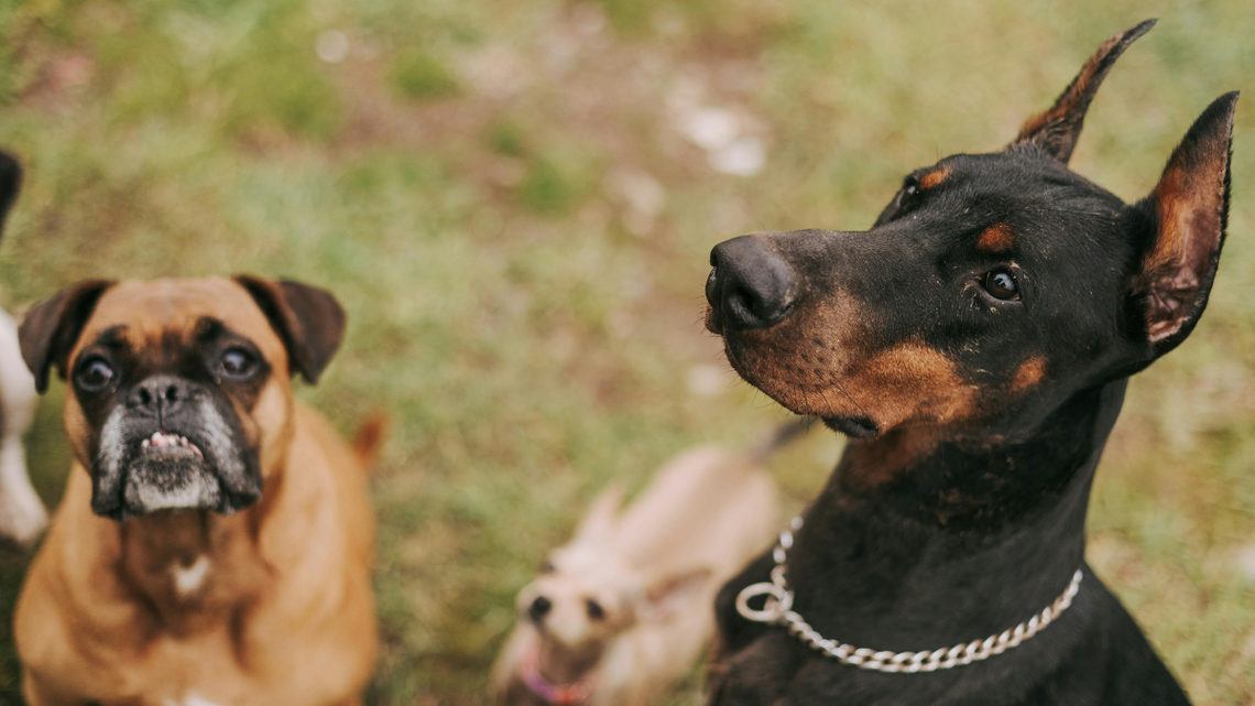 Właściciel psa zapłaci obowiązkowe OC? Ataki na dzieci, dorosłych i inne zwierzęta domowe