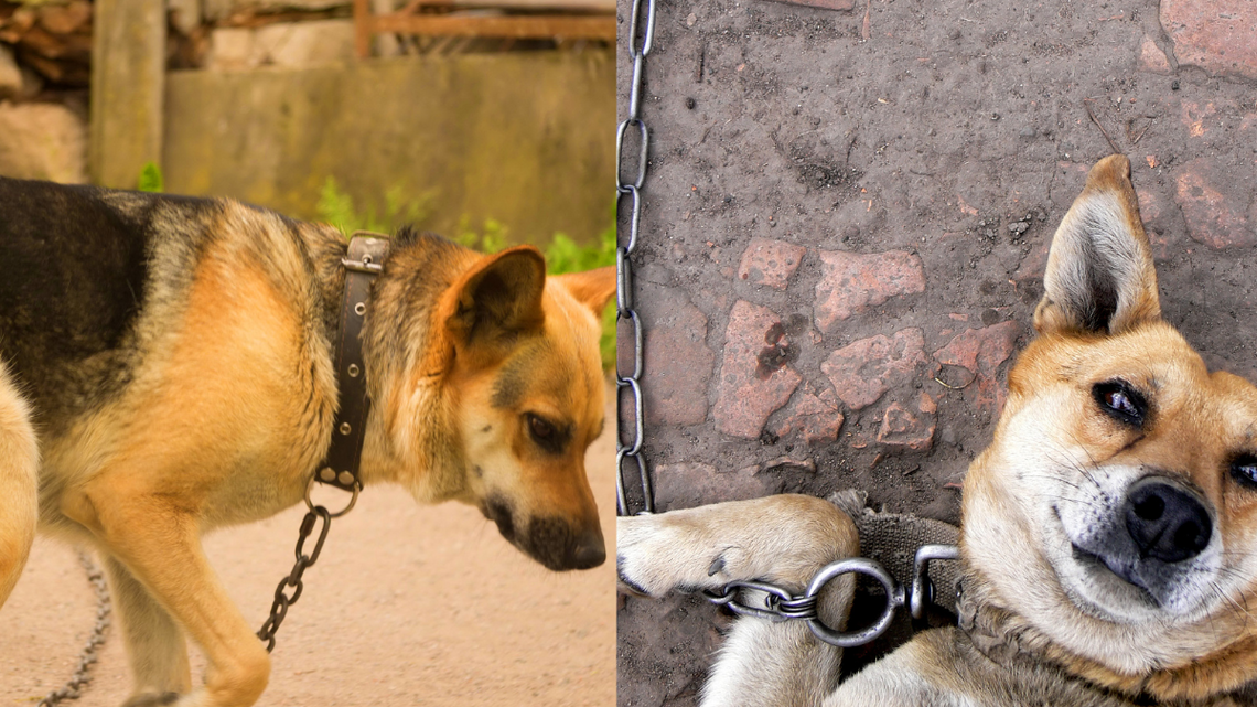 Zebrali ponad 200 tysięcy podpisów. To wszystko dzięki Wam! Zrobiliście coś wielkiego Zebrali ponad 200 tysięcy podpisów. To wszystko dzięki Wam! Zrobiliście coś wielkiego