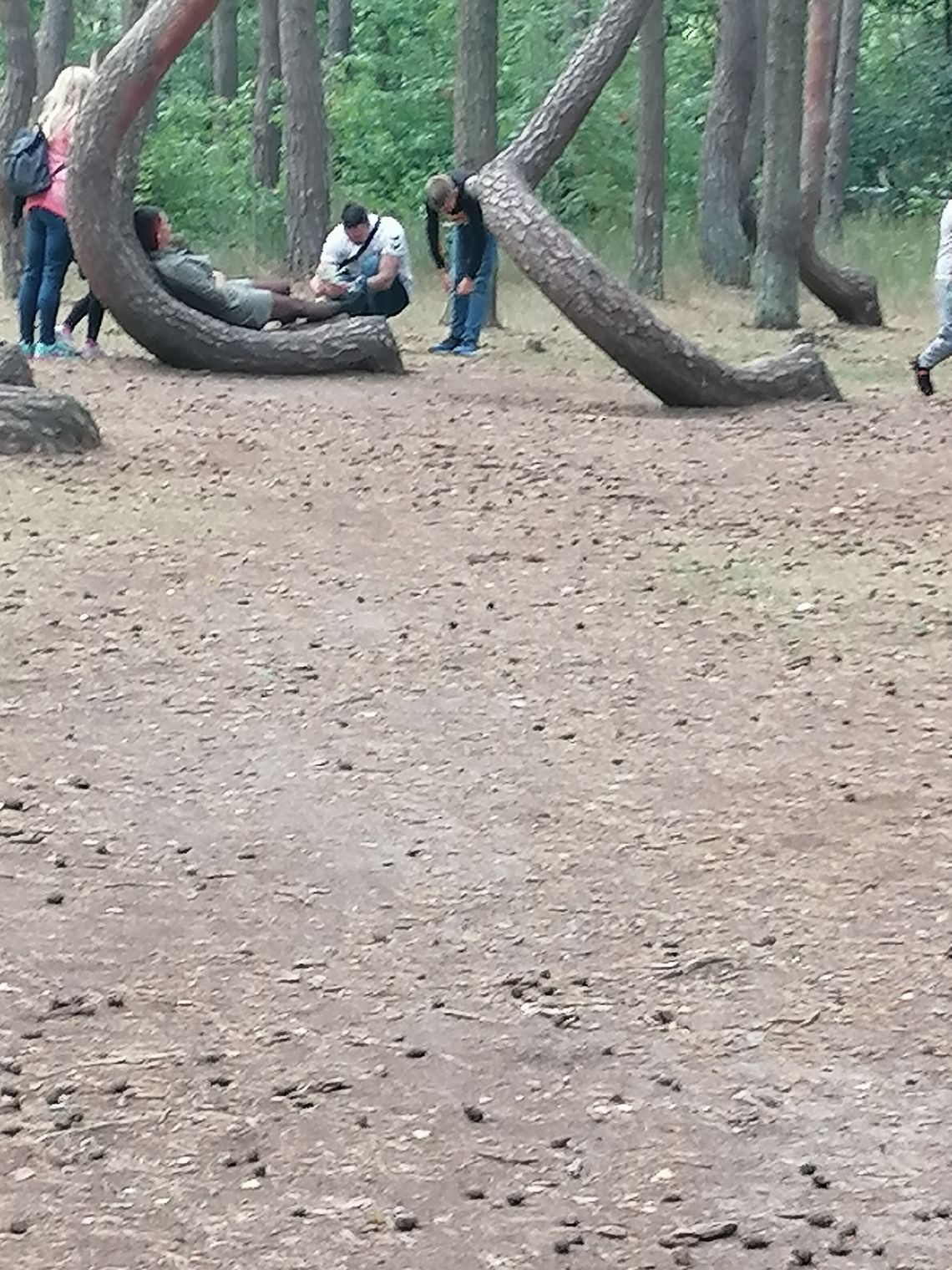 Obserwuję dewastację Krzywego Lasu - pisze czytelnik i przesyła zdjęcia Obserwuję dewastację Krzywego Lasu - pisze czytelnik i przesyła zdjęcia