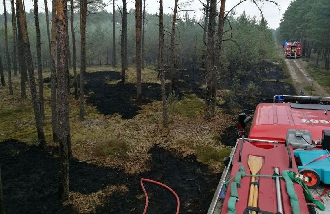 Od pożaru trawy zaczął palić się las
