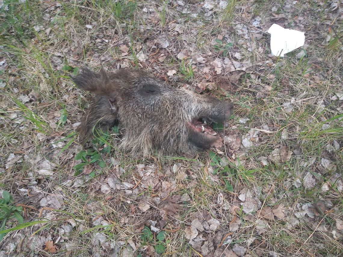 Odcięto głowę dzikowi [Uwaga, drastyczne zdjęcie!]