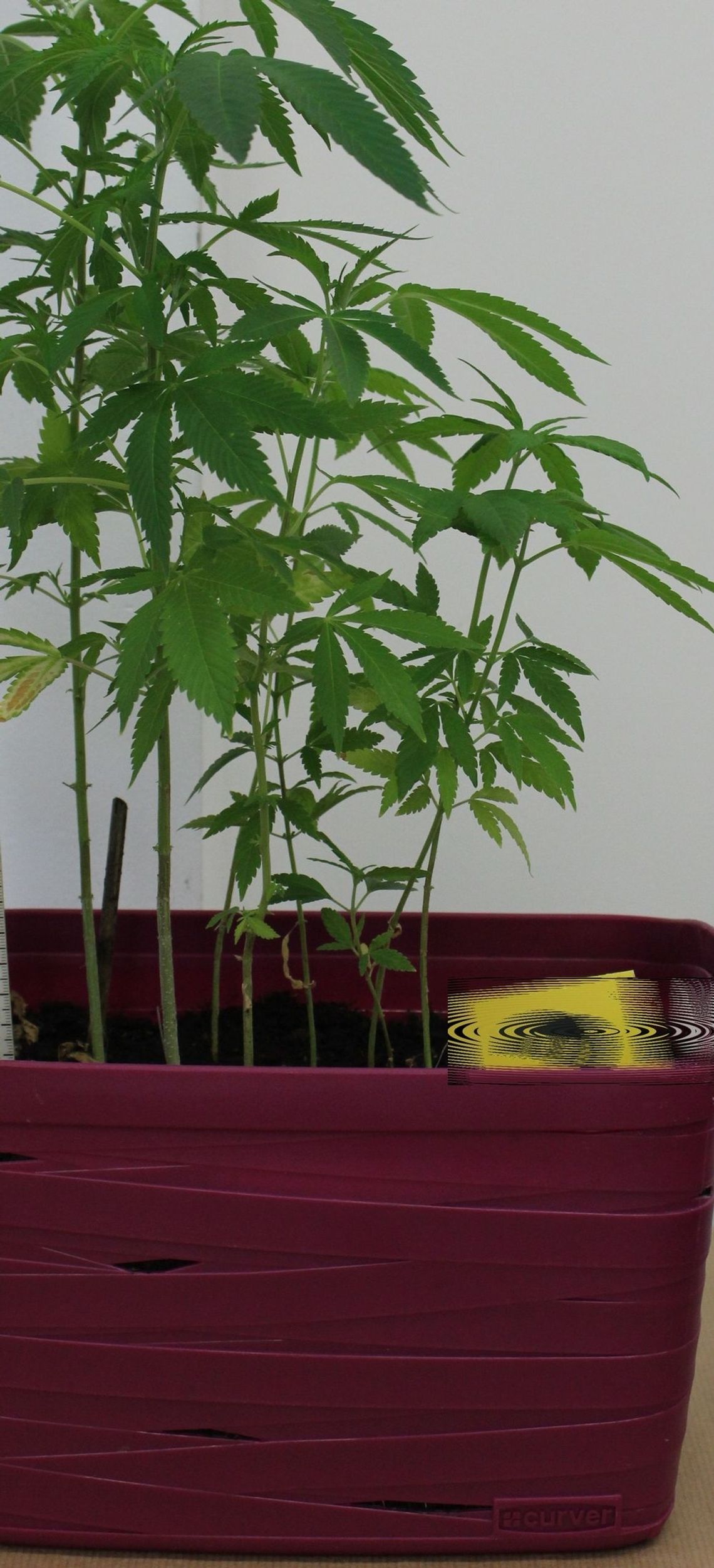 Odpowie za uprawianie konopi w swoim pokoju