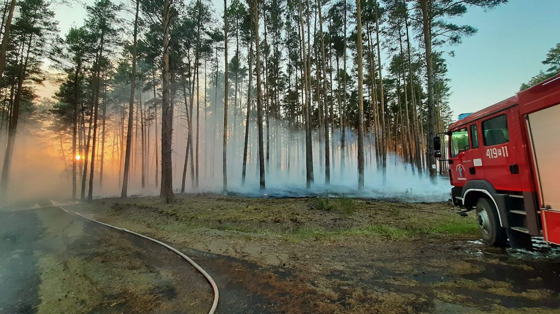 Ogłaszają najwyższy stopień zagrożenia pożarowego w lasach