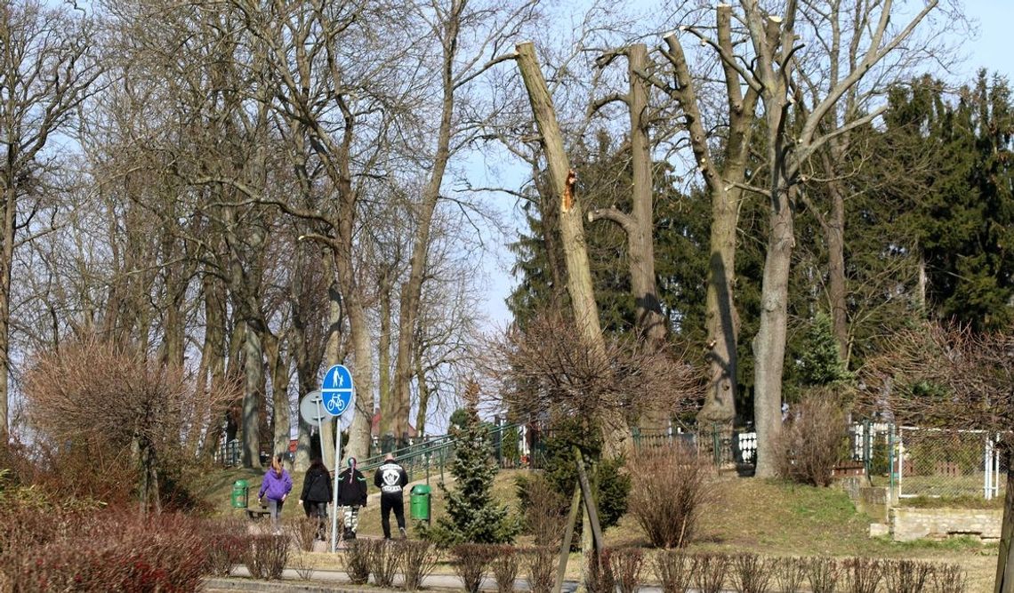 Ogłowili drzewa i będą mieli dodatkowe problemy