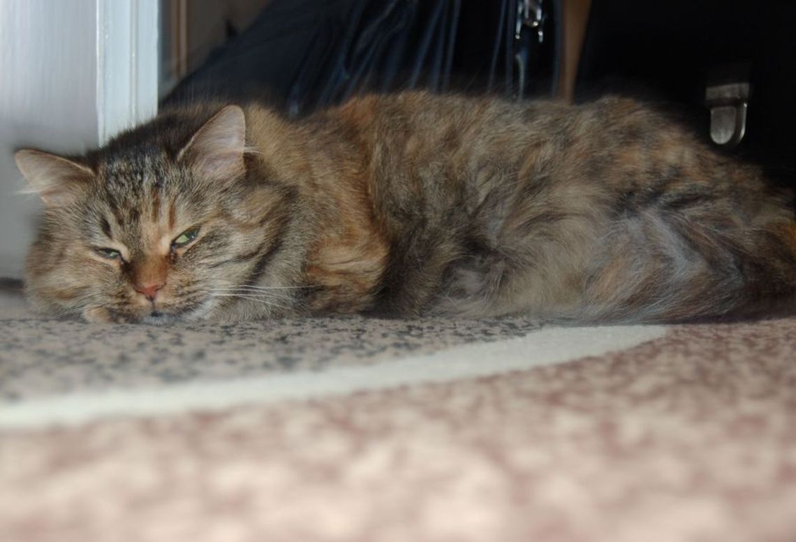 Ona im ufa, a oni mordują jej dzieci Ona im ufa, a oni mordują jej dzieci