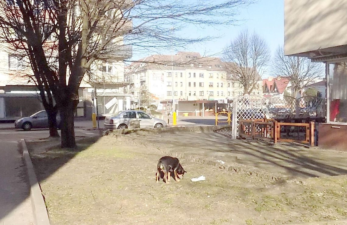 One potrzebują pomocy! Gdzie są właściciele tych zwierząt?