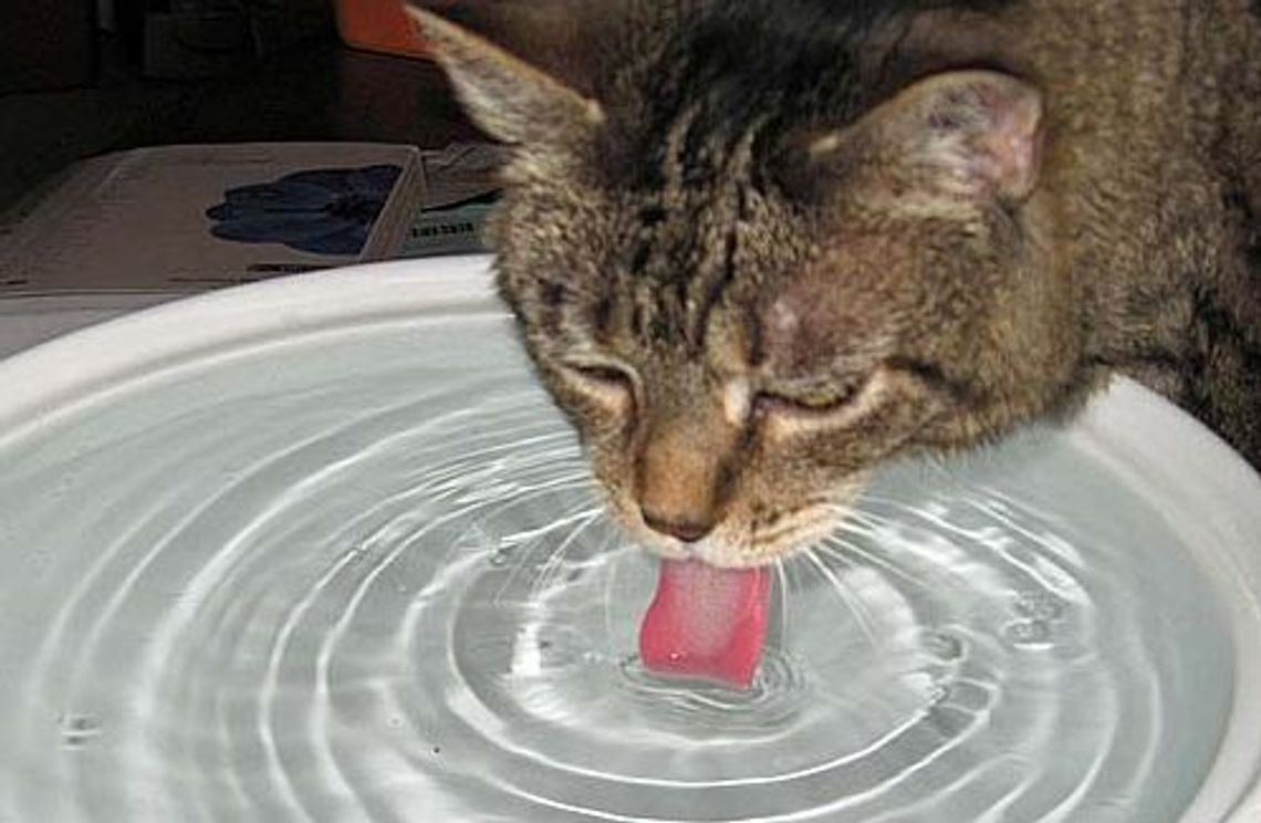 One proszą o wodę i cień One proszą o wodę i cień