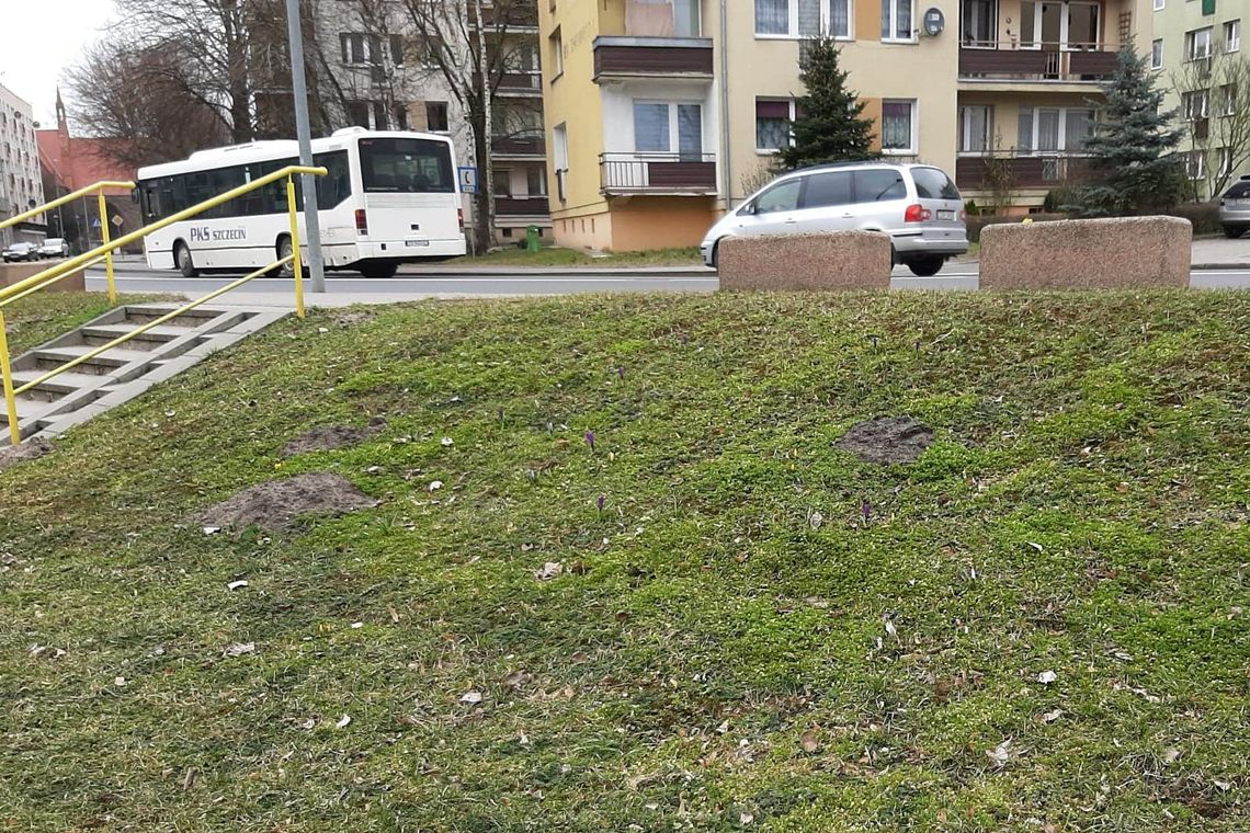 One wyszły z wiosną. A on pojawia się w nocy