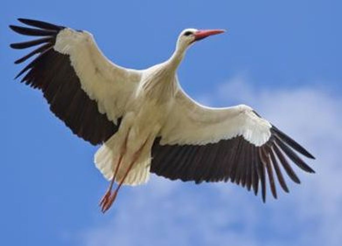 Osierocił dwa młode Osierocił dwa młode