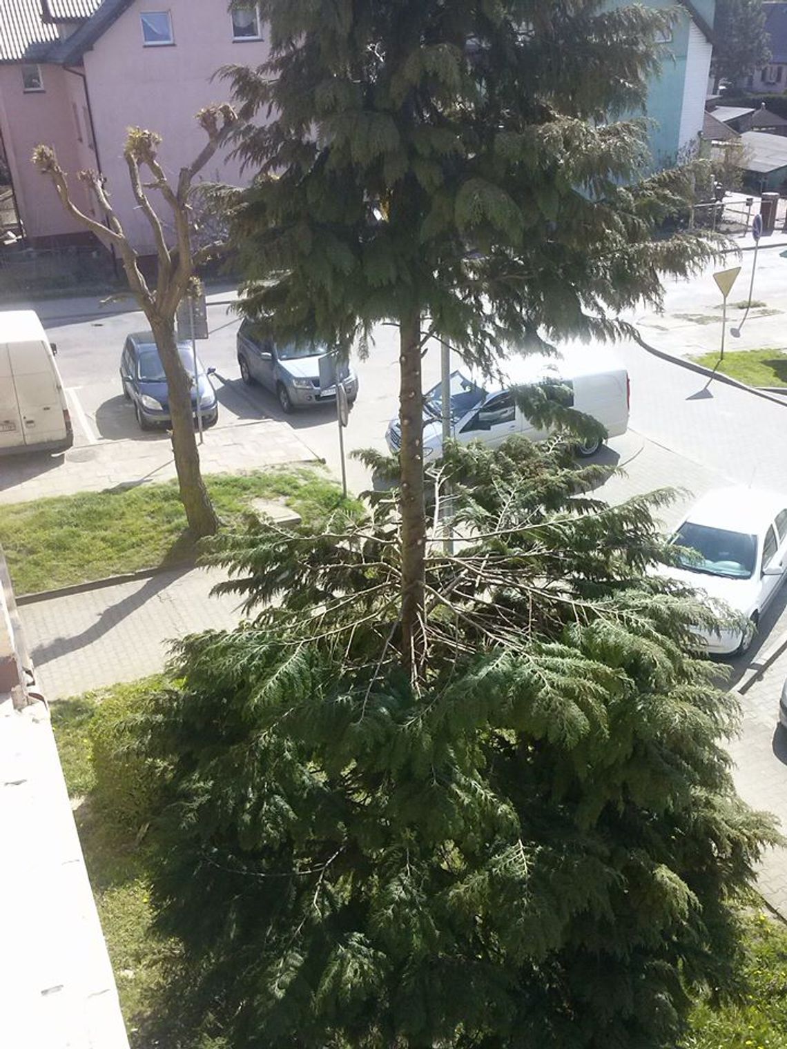 Oskalpowali pół drzewa Oskalpowali pół drzewa