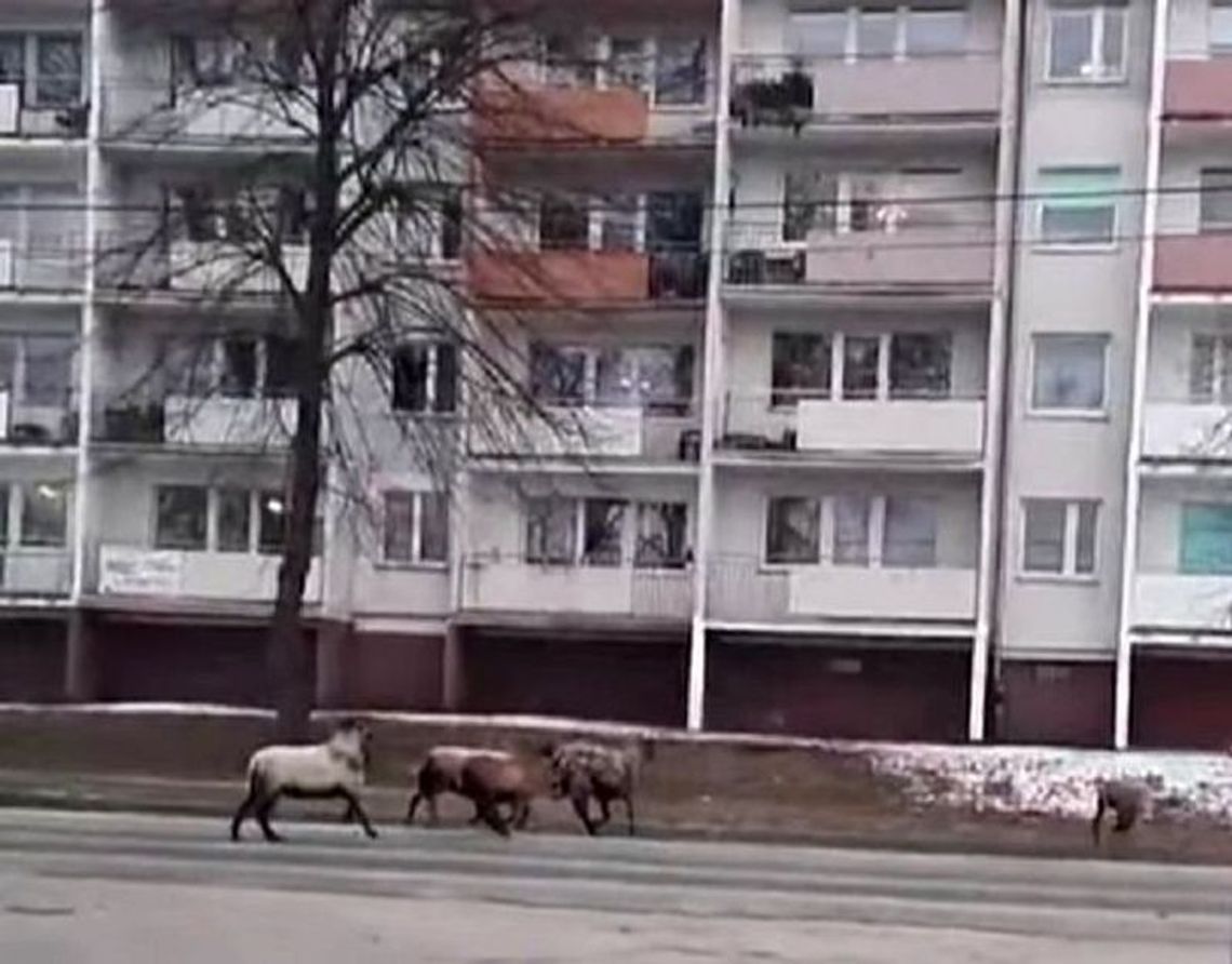 Owce biegają w centrum Gryfina. Są też na torach i przy DK31 Owce biegają w centrum Gryfina. Są też na torach i przy DK31