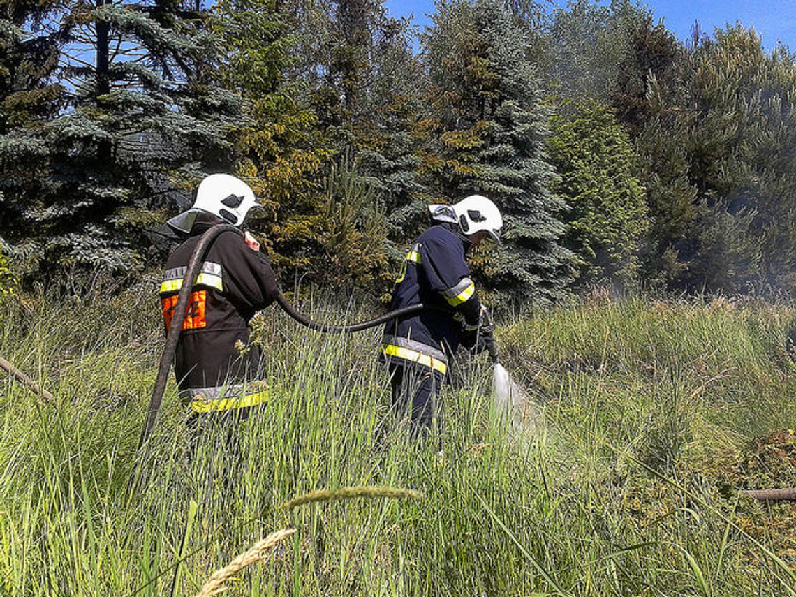 Palił się młodnik Palił się młodnik