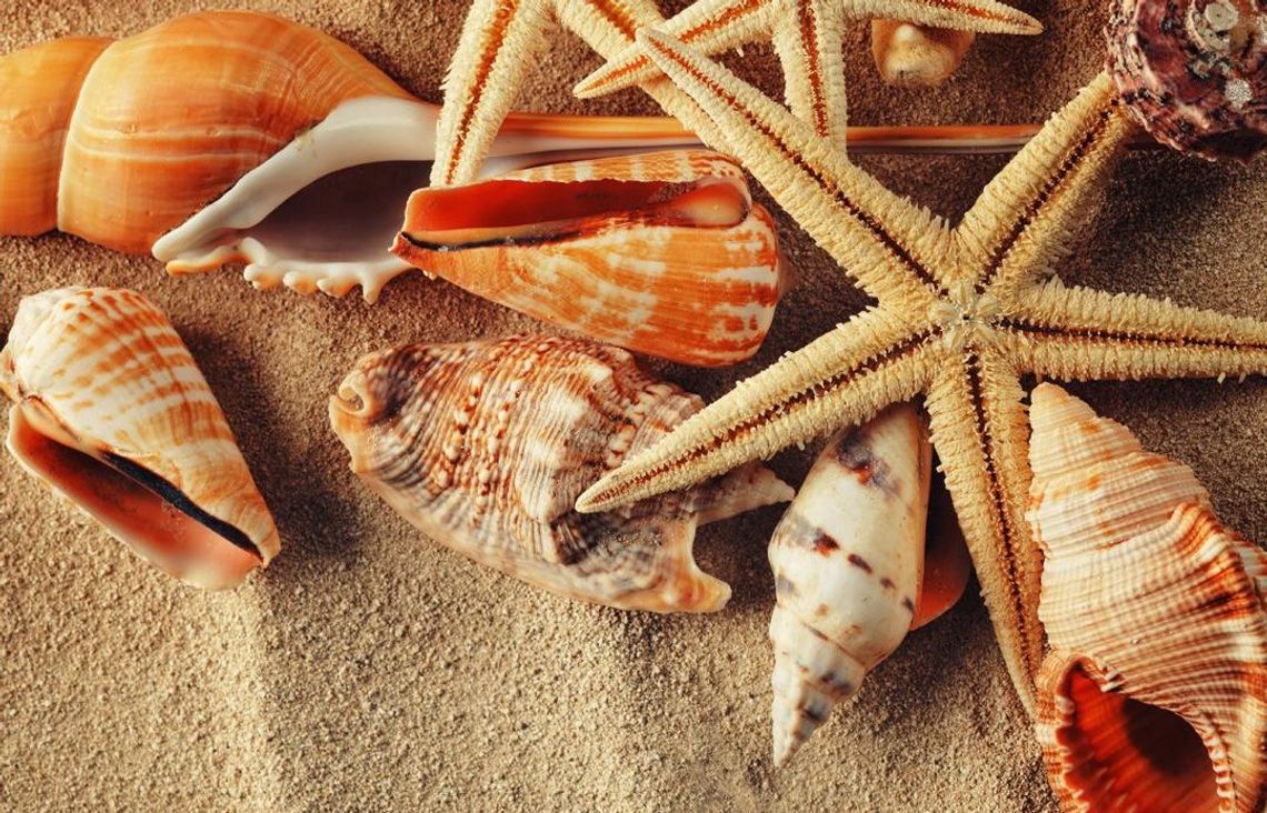 Pamiętajmy, że handel zagrożonymi gatunkami roślin i zwierząt jest karalny