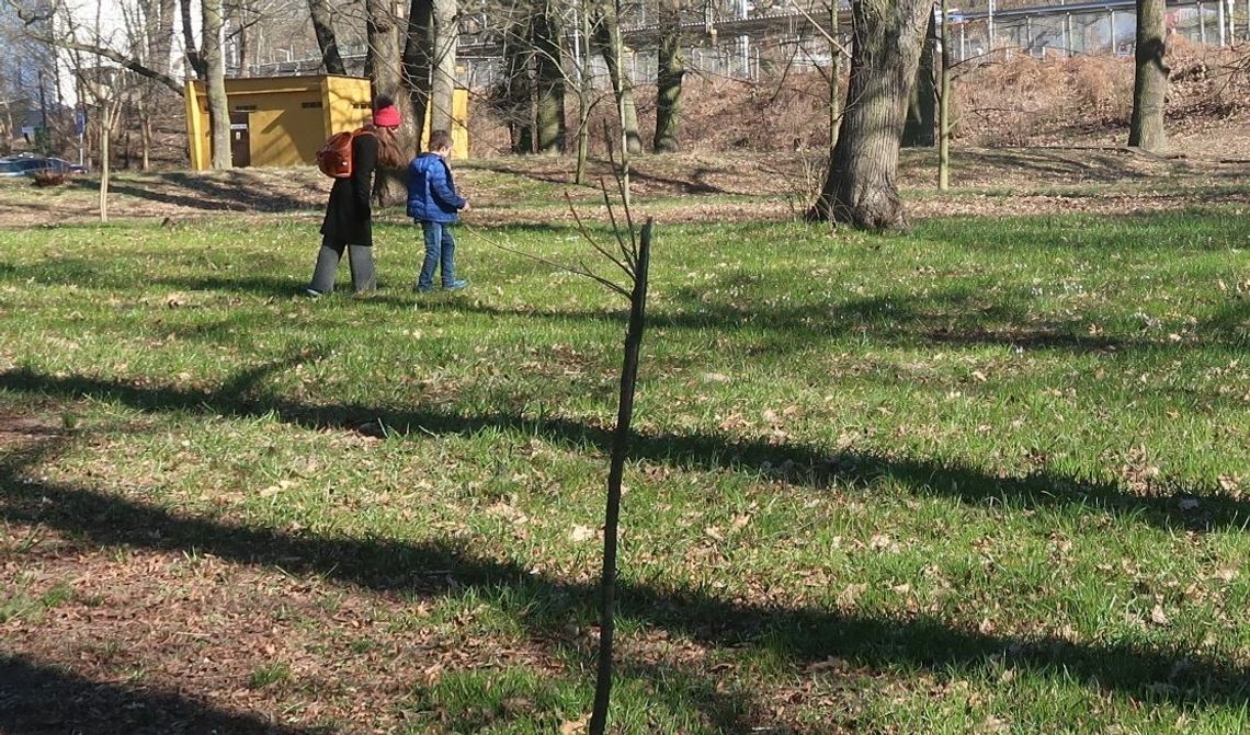 Park nie tylko w krokusach Park nie tylko w krokusach