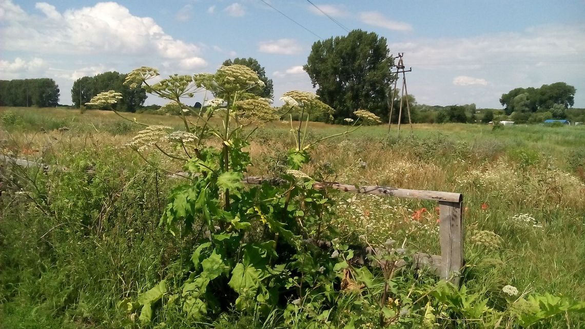 Parzący gminę i mieszkańców problem Parzący gminę i mieszkańców problem