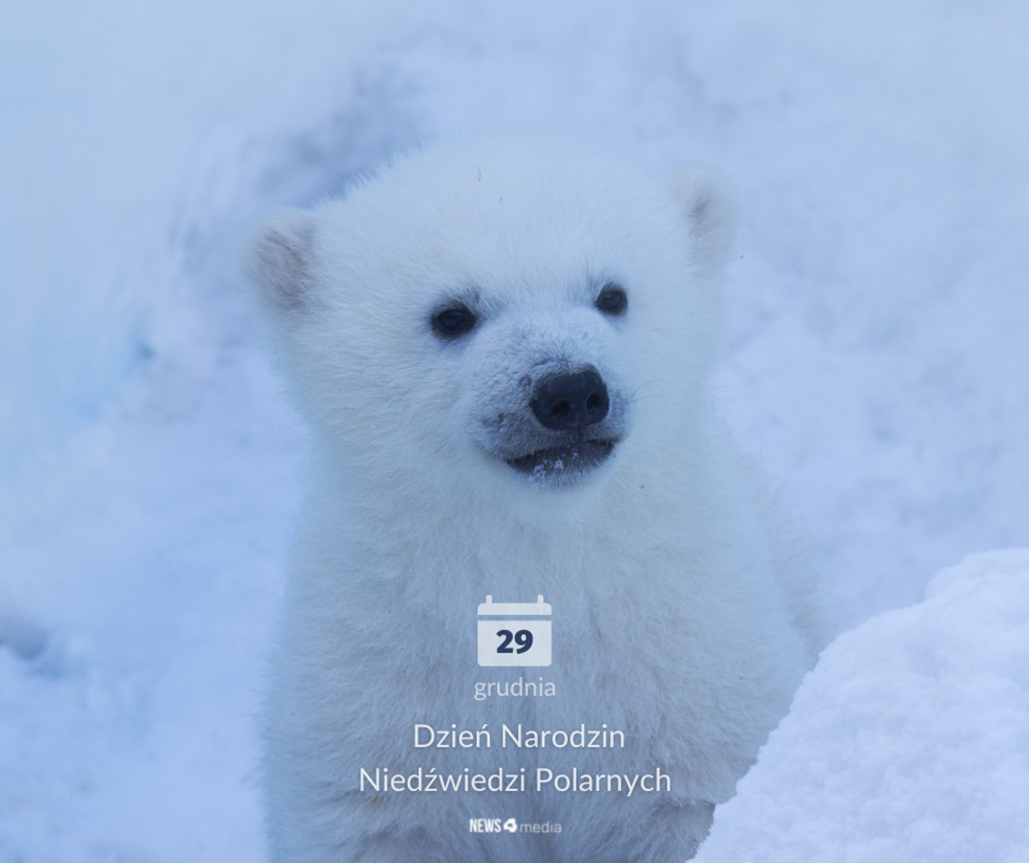 Piękne zwierzęta mają swoje święto Piękne zwierzęta mają swoje święto