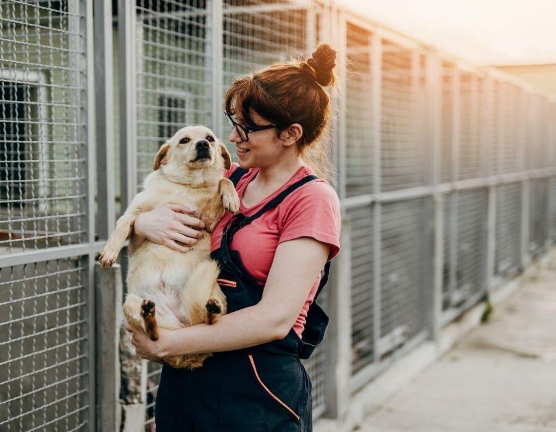 Gmina płaci nowym właścicielom za adopcję psa. Psie becikowe kosztuje mniej niż schronisko