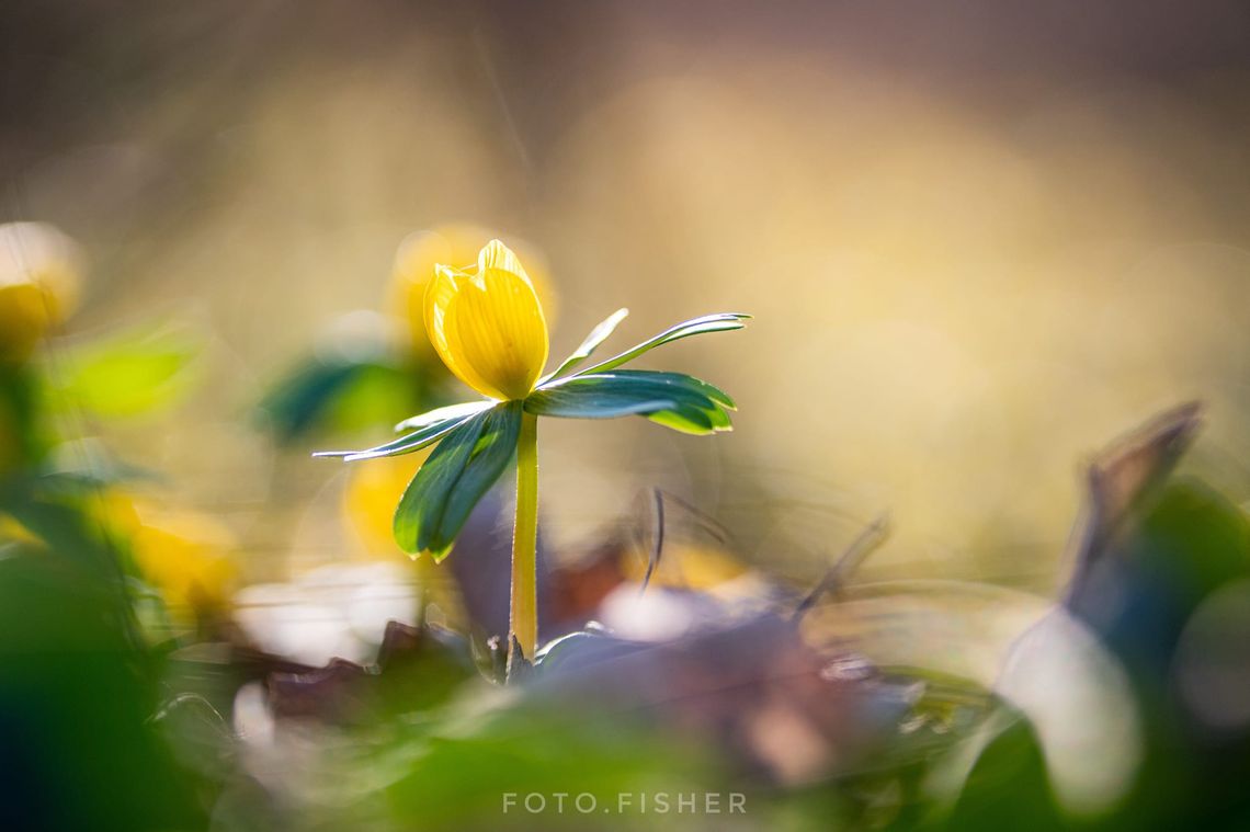 Znaleźli i sfotografowali oznaki przedwiośnia naszym regionie