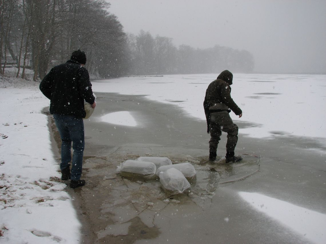 Pierwsze w tym roku zarybianie jeziora w zimowej aurze