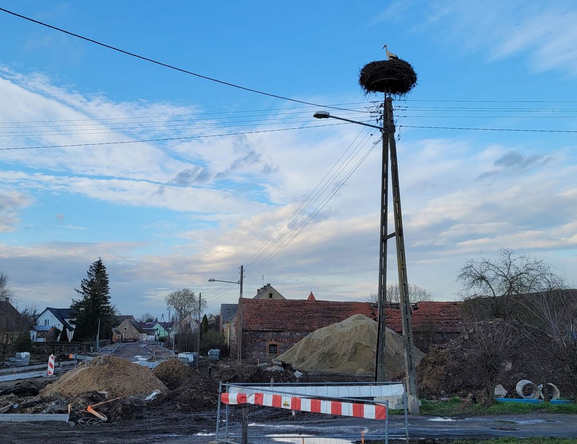 Pierwszy taki zwiastun wiosny w naszym powiecie. Bocian wrócił na gniazdo
