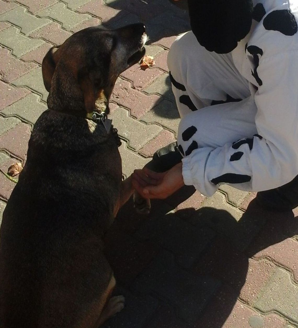 Pies leży w samym słońcu bez zadaszenia - pisze czytelniczka