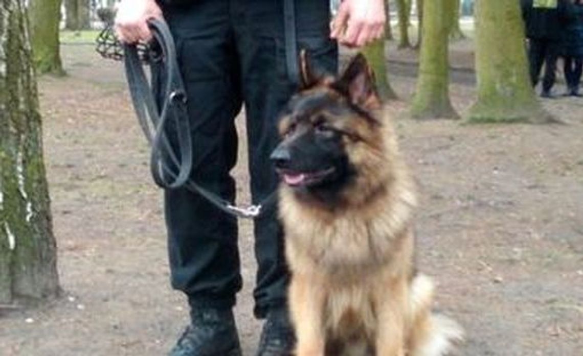 Pies policyjny odnalazł w lesie zaginionego 4-latka Pies policyjny odnalazł w lesie zaginionego 4-latka