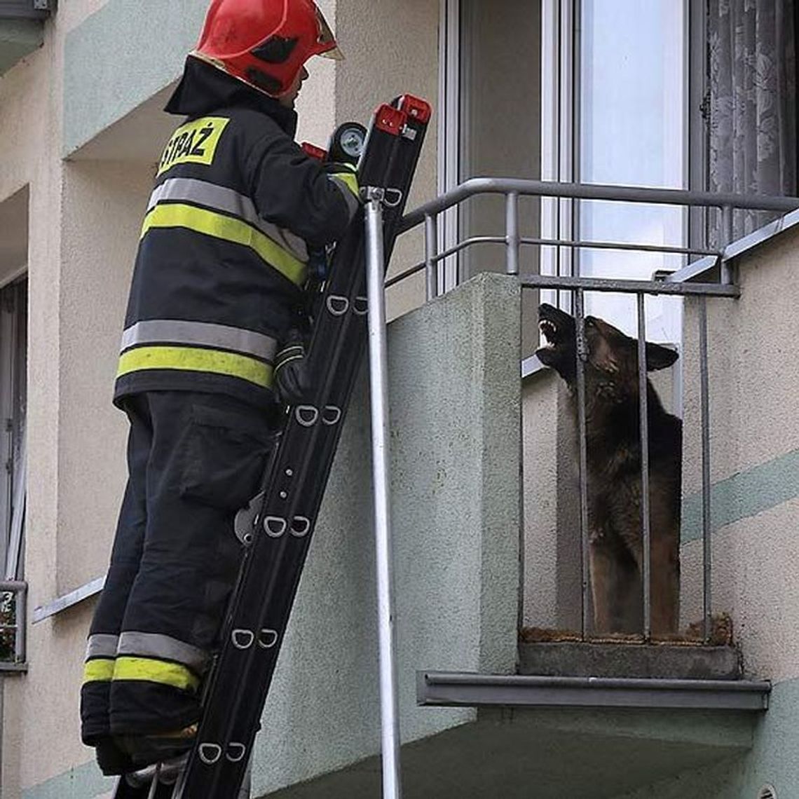 Pies uniemożliwiał akcję strażakom 