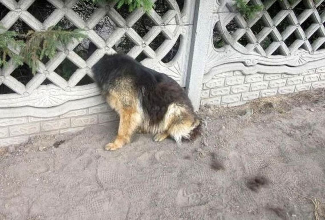 Pies utknął w ogrodzeniu. Zdarzenia, w których brali udział strażacy