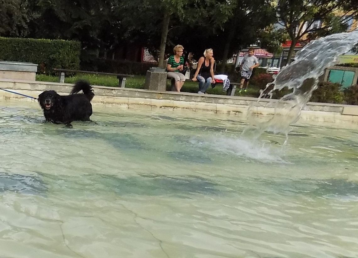 Pies w fontannowej kąpieli, czyli trochę wody dla ochłody Pies w fontannowej kąpieli, czyli trochę wody dla ochłody