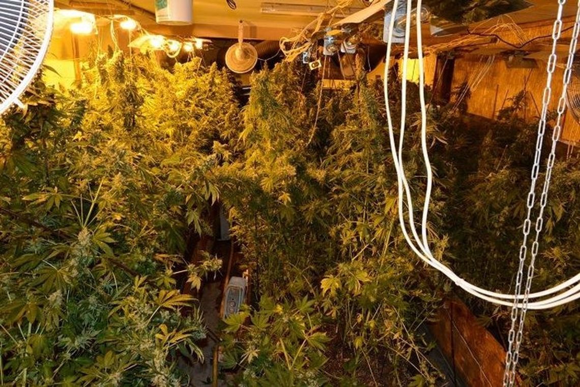 Plantatorzy konopi nie mogą spać spokojnie Plantatorzy konopi nie mogą spać spokojnie