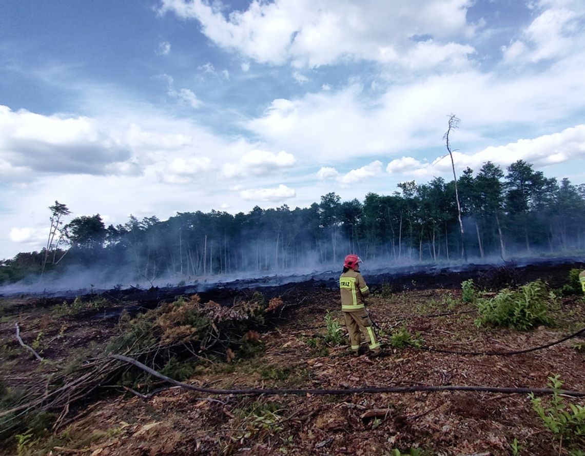 Płonął las Płonął las