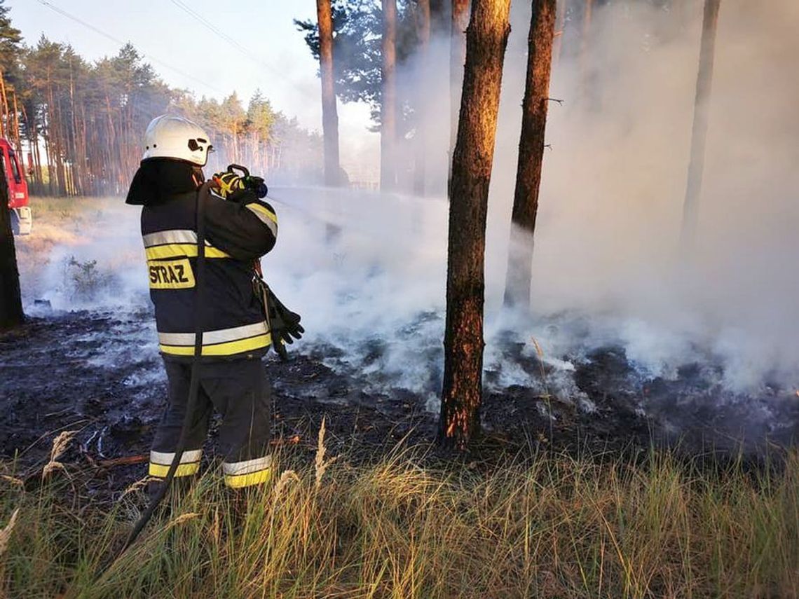 Płonął las w Nowym Czarnowie