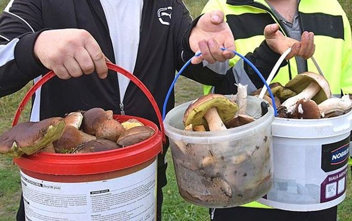 Po deszczach nastąpił wysyp grzybów Po deszczach nastąpił wysyp grzybów