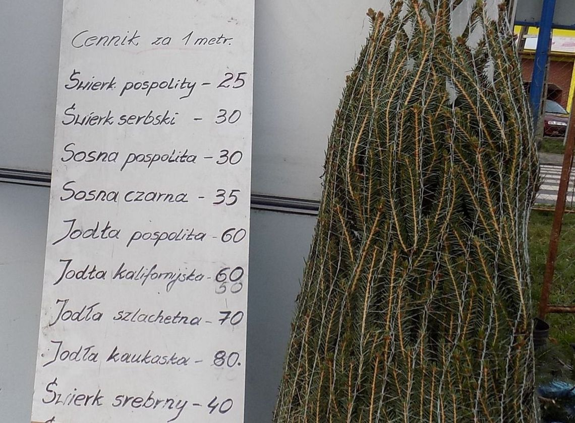 Po ile choinki w Gryfinie