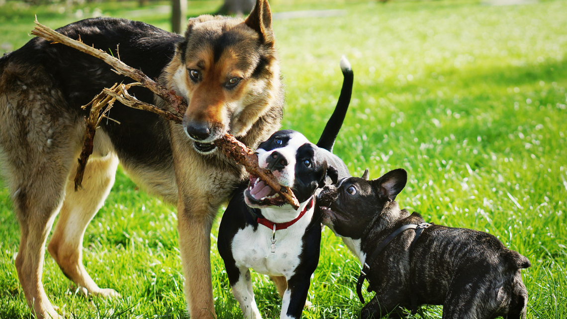 Czipowanie psów sposobem na walkę z ich bezdomnością Czipowanie psów sposobem na walkę z ich bezdomnością