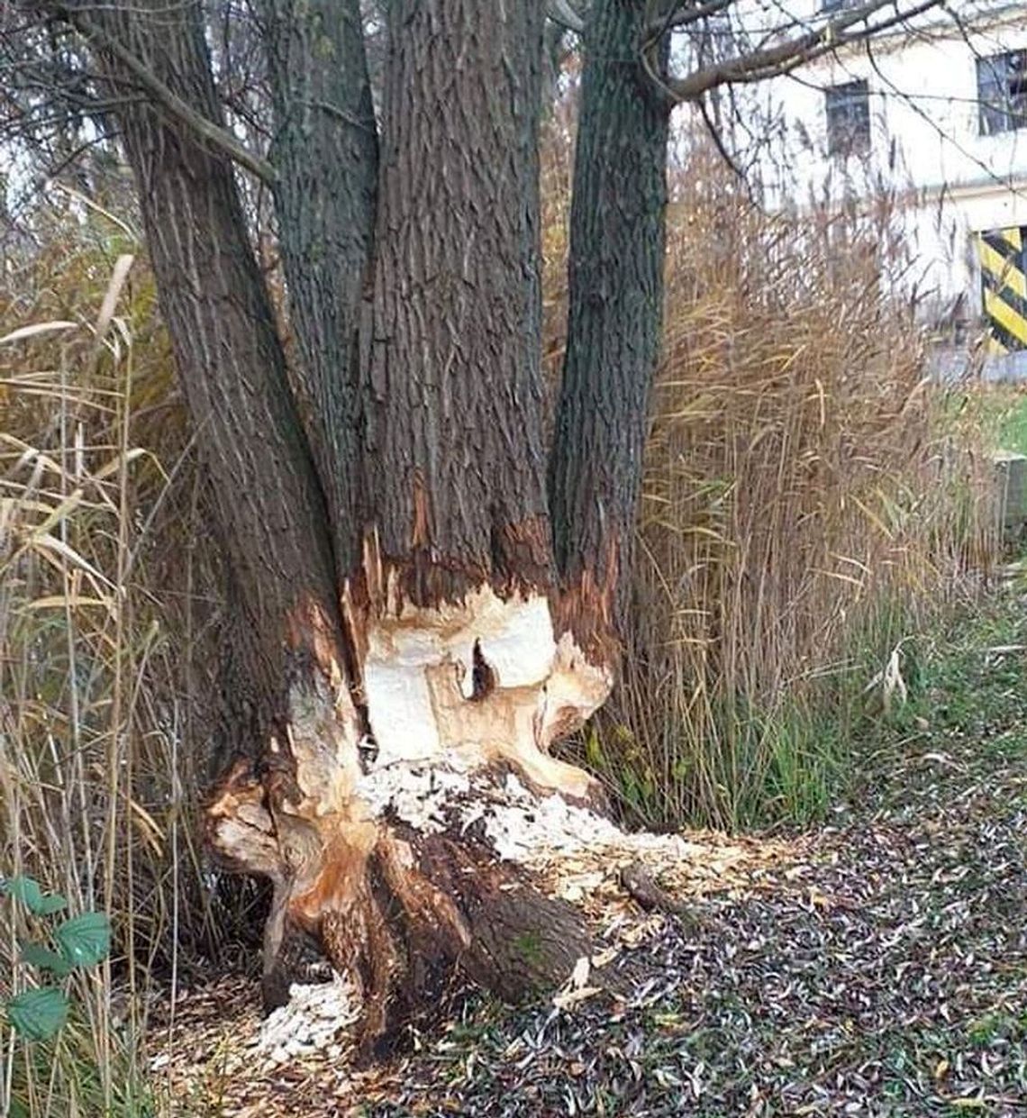 Podgryzione przez bobry drzewa mogą spaść na parking - ostrzega czytelniczka