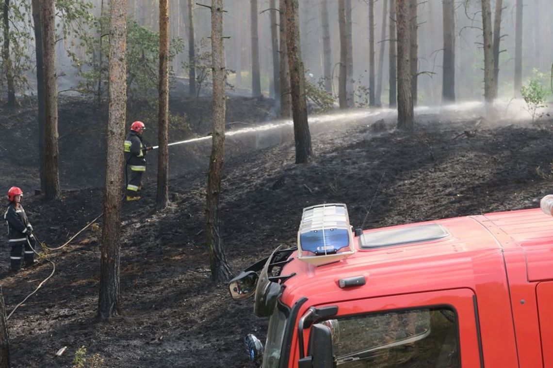 Podpalił las w kilku miejscach