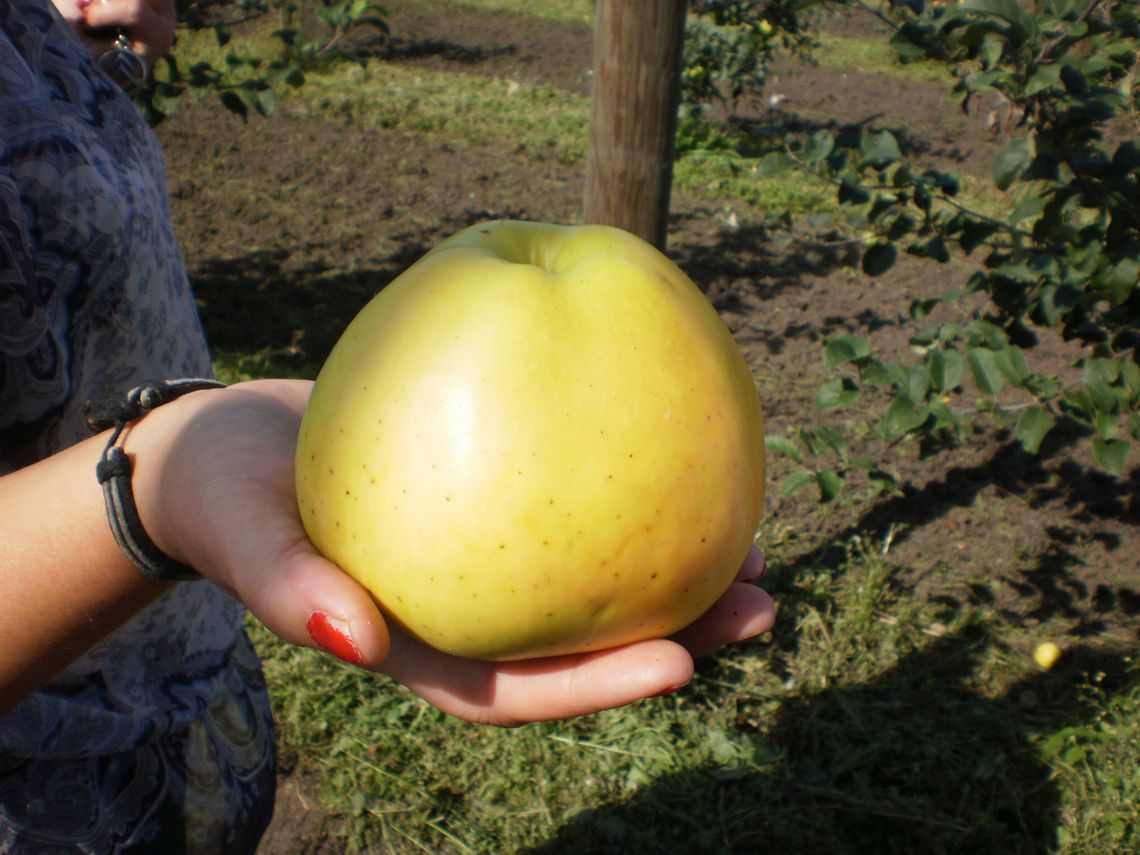Podzielmy się jabłkami – akcja czytelników igryfino Podzielmy się jabłkami – akcja czytelników igryfino