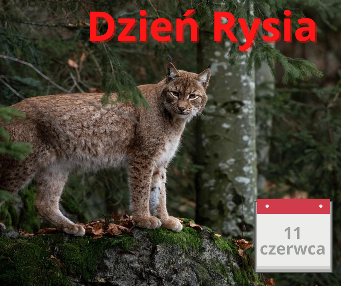 Pojawia się coraz częściej i jest uwielbiany Pojawia się coraz częściej i jest uwielbiany