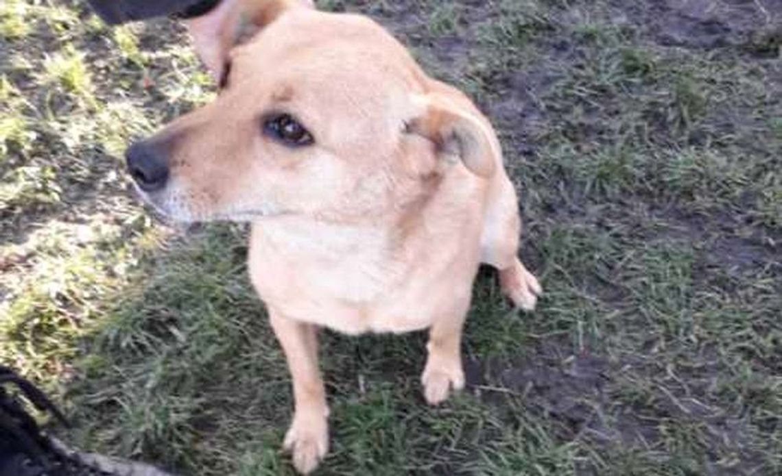 Pola po śmierci właściciela trafiła do azylu. Czeka na nowy dom Pola po śmierci właściciela trafiła do azylu. Czeka na nowy dom