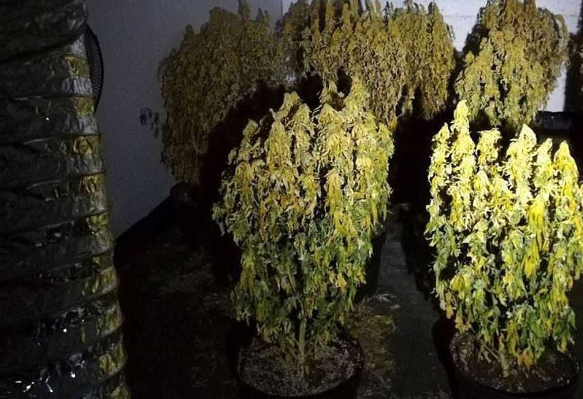 Policja pozbawiła plonów rodzimego producenta marihuany