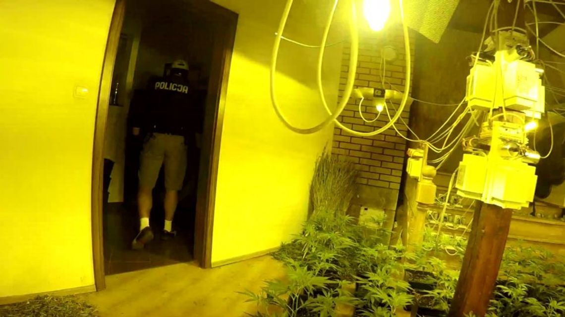 Policjanci zlikwidowali dwie nielegalne uprawy konopi