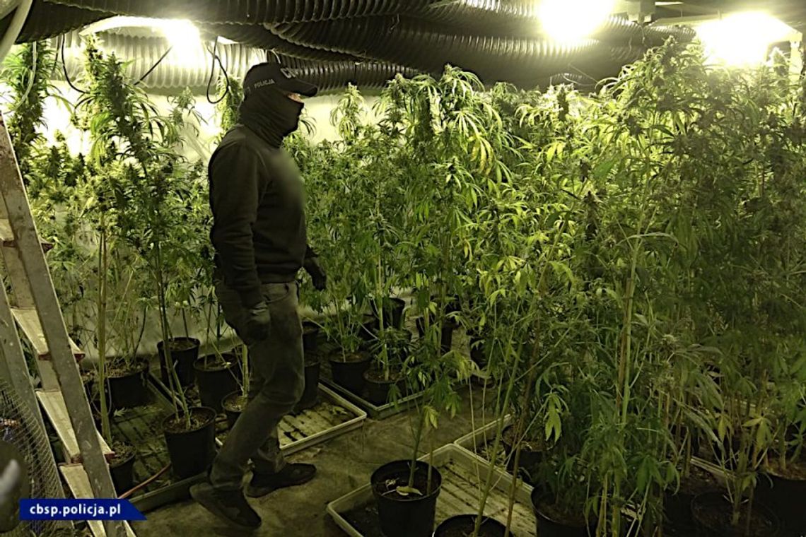 Policjanci zlikwidowali plantację konopi. Krzewy sięgały 2 metrów Policjanci zlikwidowali plantację konopi. Krzewy sięgały 2 metrów