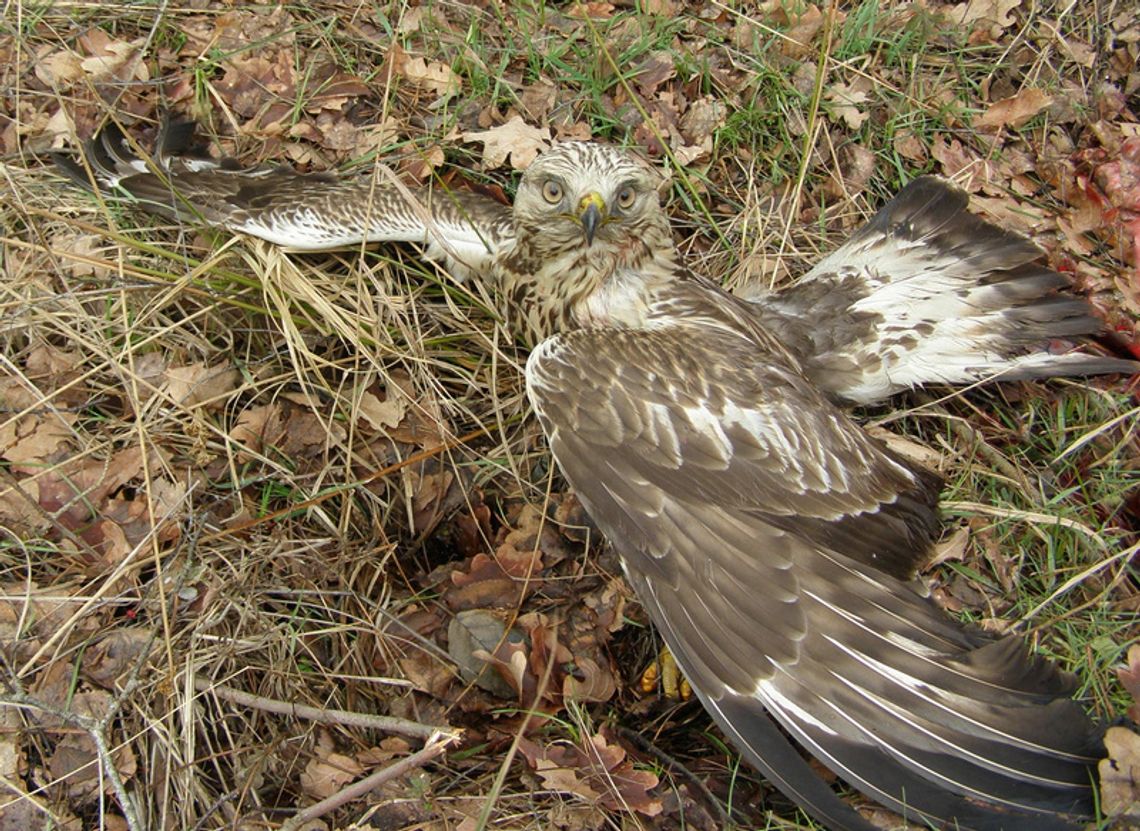 Polsat zainteresował się rannym w wypadku drogowym drapieżnikiem Polsat zainteresował się rannym w wypadku drogowym drapieżnikiem
