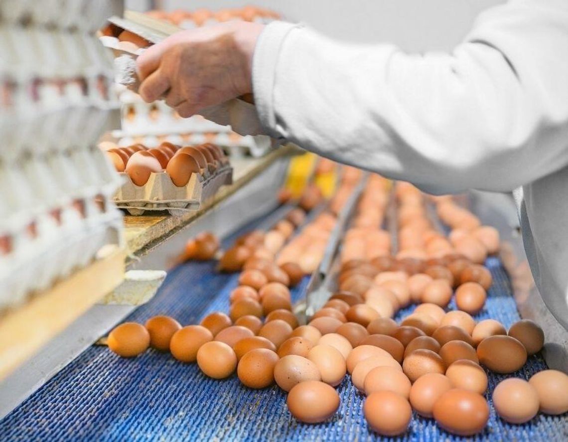 Kury zniosły nam rekordową ilość jaj. Polska należy do światowej czołówki eksporterów jaj Kury zniosły nam rekordową ilość jaj. Polska należy do światowej czołówki eksporterów jaj