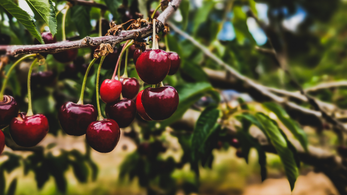Dlaczego polskie czereśnie są gorsze od hiszpańskich, czy greckich?
